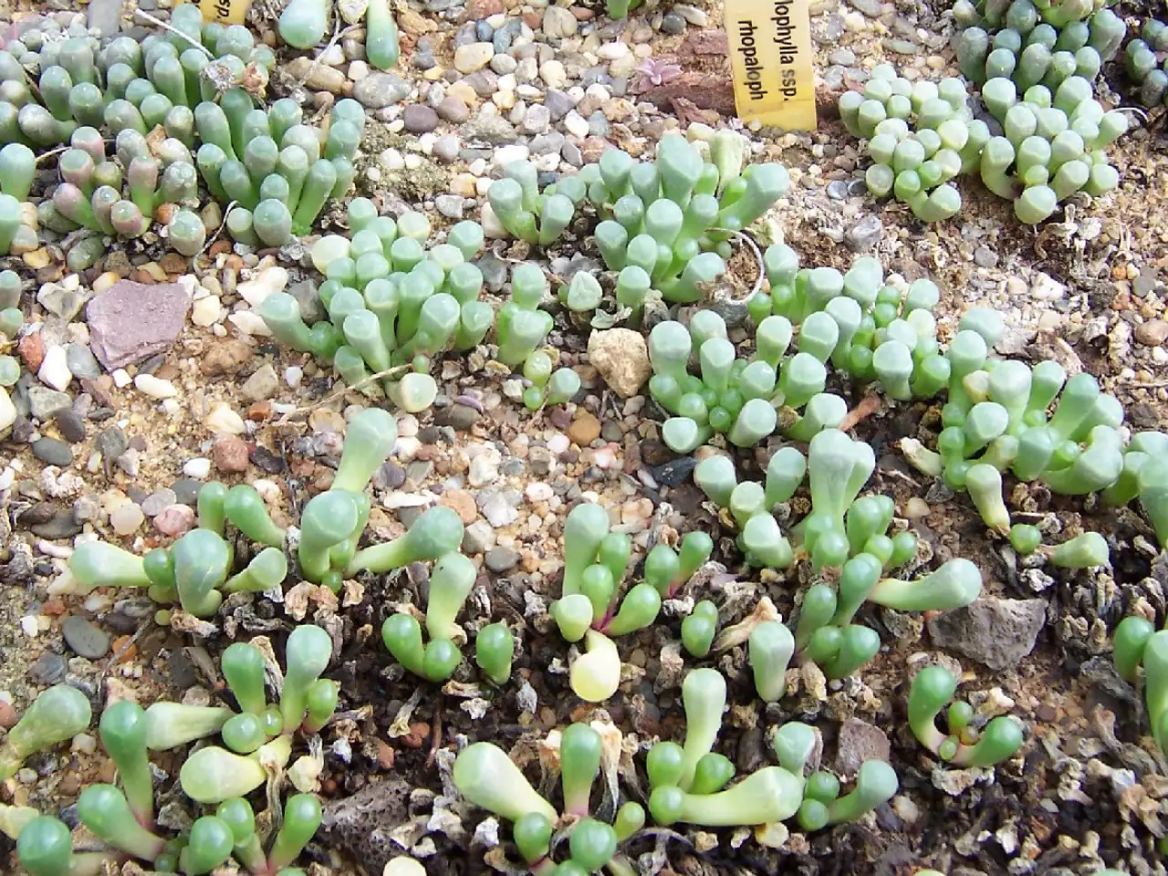 Fenestraria rhopalophylla
