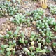 Fenestraria rhopalophylla