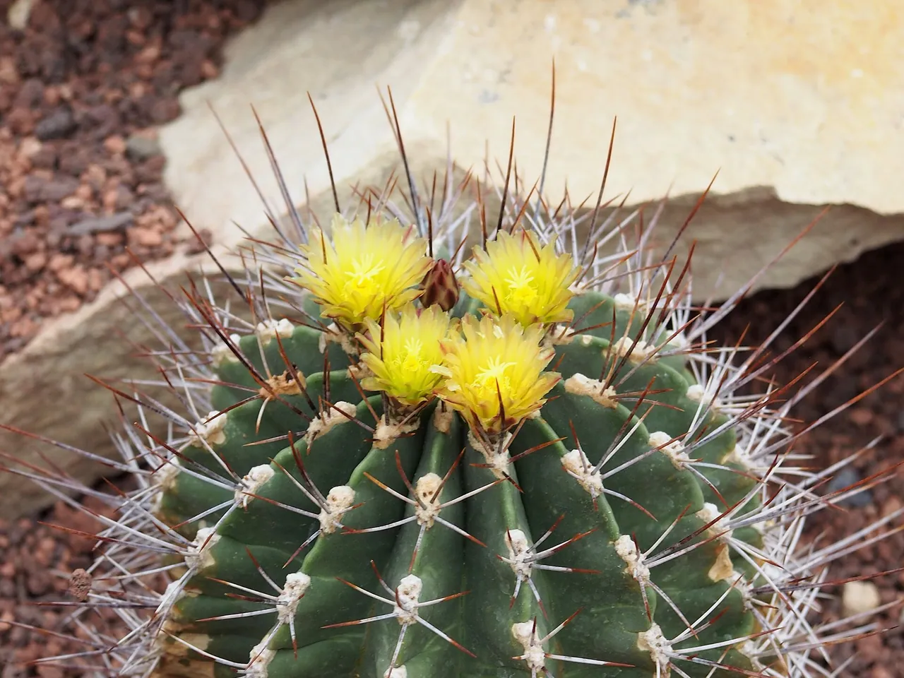 Ferocactus echidne