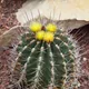 Ferocactus echidne