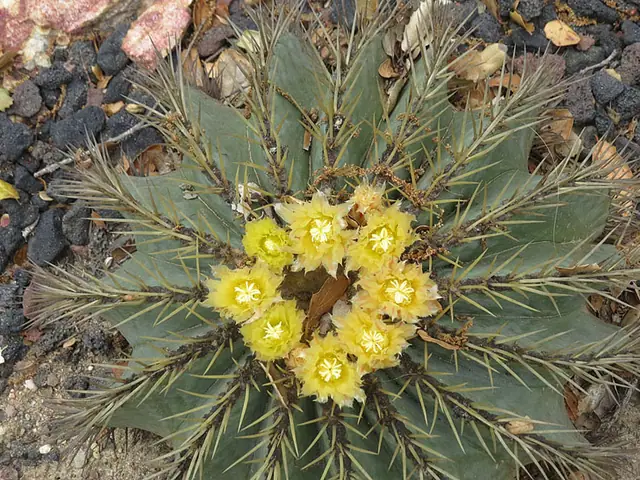 Ferocactus glaucescens