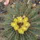Ferocactus glaucescens