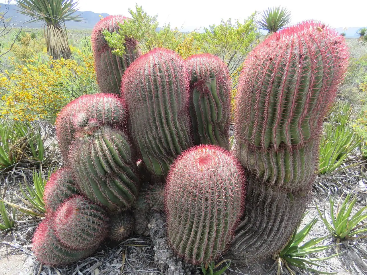 Mexican fire barrel