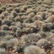 Festuca glauca