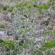 Festuca ovina