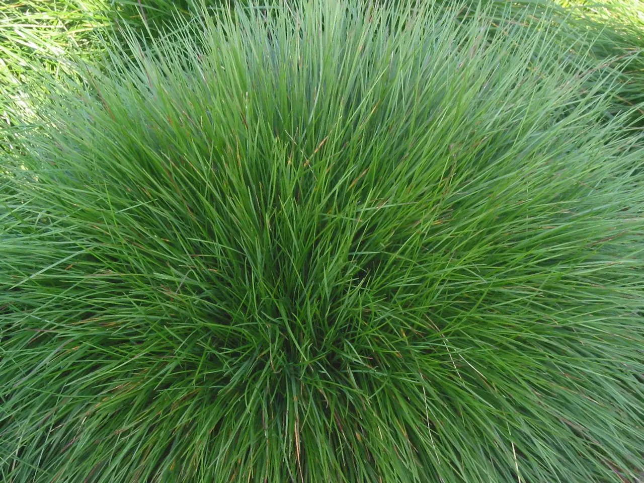 Festuca rubra