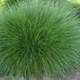 Festuca rubra