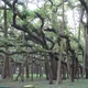 Banyan