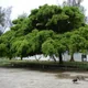 Weeping fig