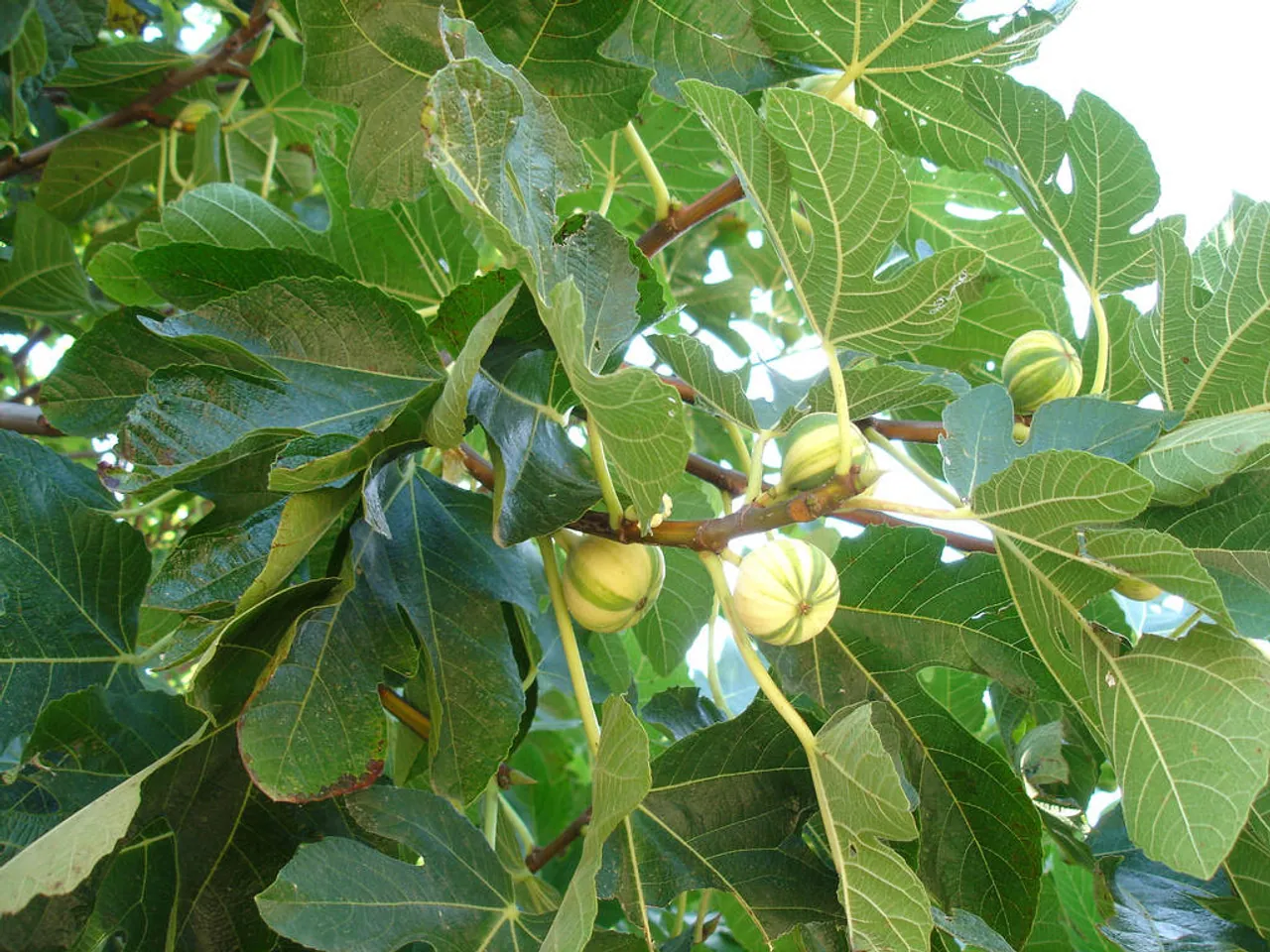 Fig
