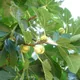 Fig