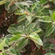 Rubber plant