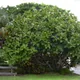 Fiddle-leaf fig
