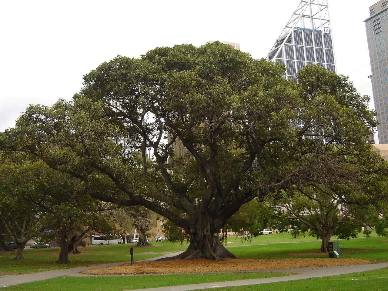 Moreton Bay fig