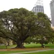 Moreton Bay fig