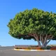 Chinese banyan
