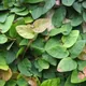 Creeping fig
