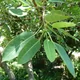 Wonderboom fig