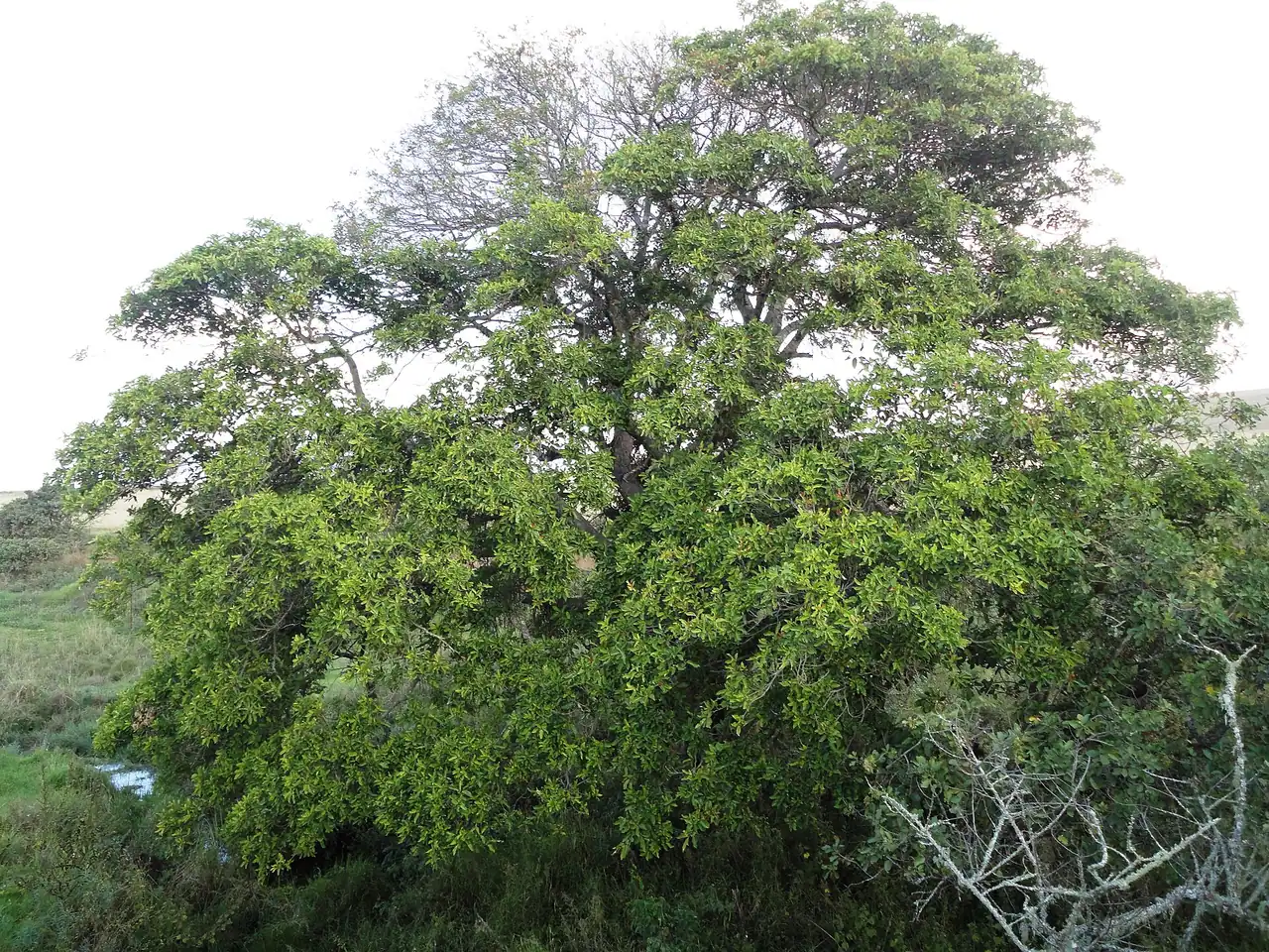 Ficus sur