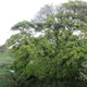 Ficus sur