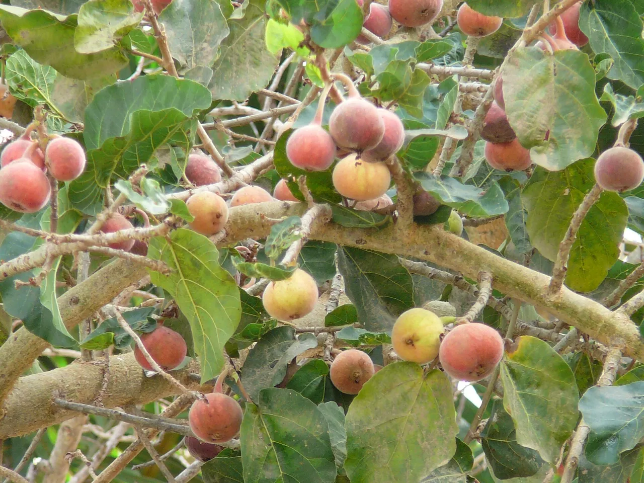 Fig-mulberry