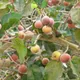 Fig-mulberry