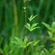 Spiraea lobata