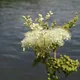 Meadowsweet