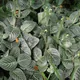 Nerve plant