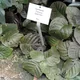 Fittonia gigantea