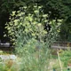 Fennel
