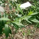 Forsythia suspensa