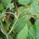 Hautbois Strawberry