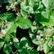 Alpine strawberry