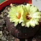 Frailea castanea