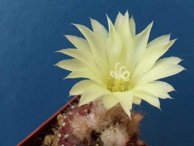 Frailea mammifera