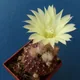 Frailea mammifera