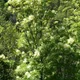 Manna ash