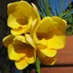 Freesia refracta