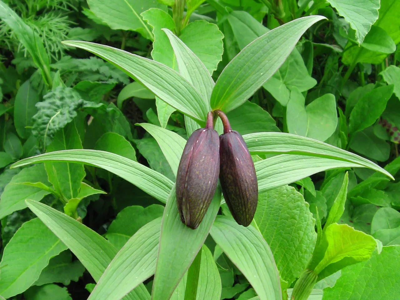 Black lily