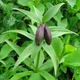 Black lily