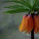 Fritillaria imperialis