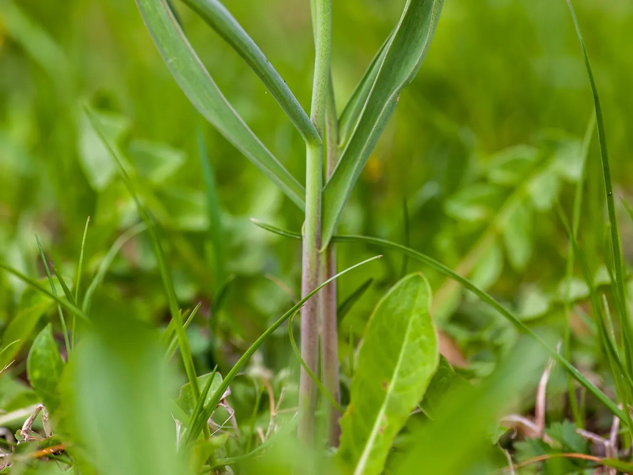 Fritillaria meleagris