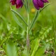 Fritillaria meleagris