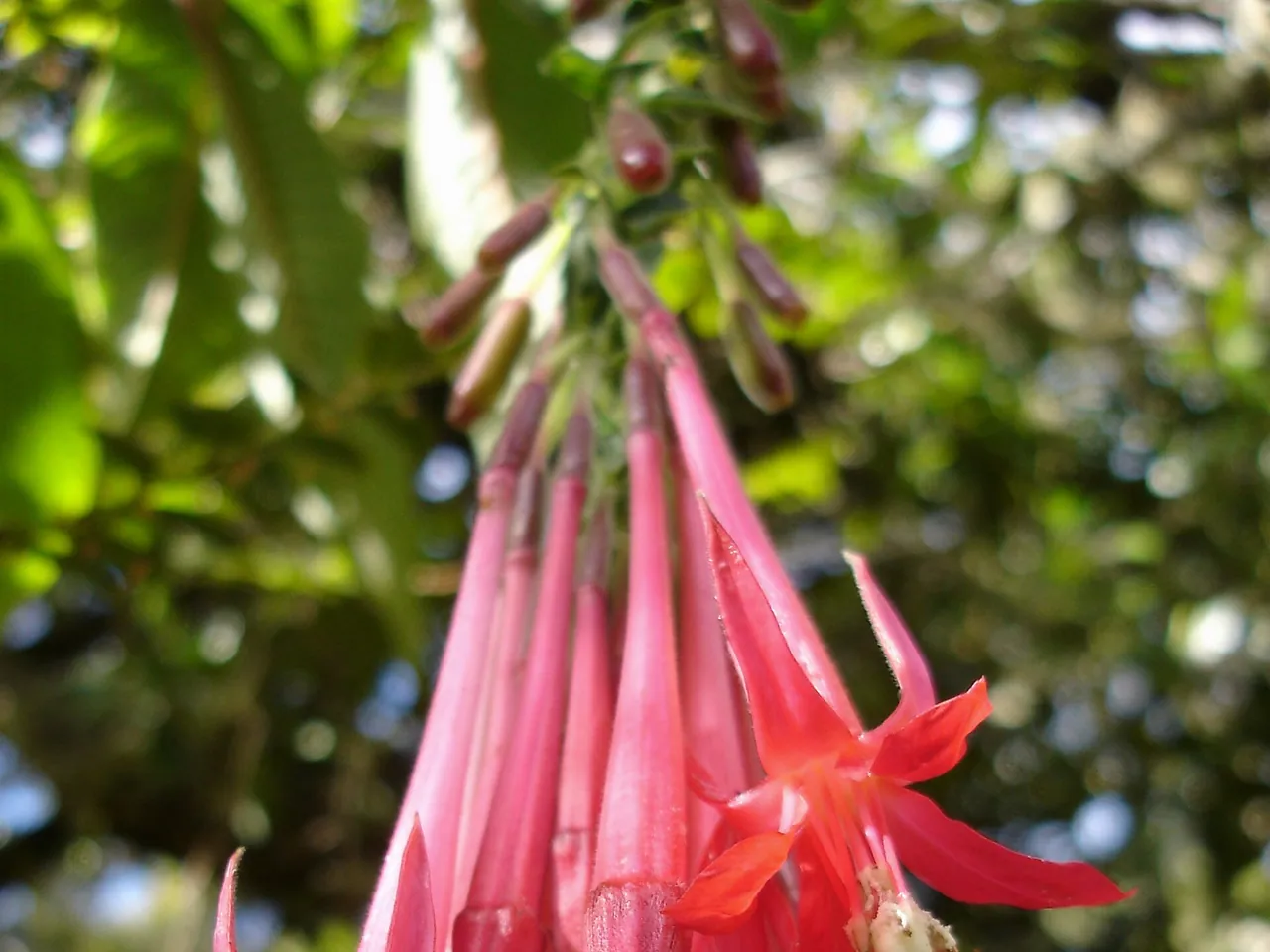 Fuchsia boliviana