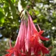 Fuchsia boliviana