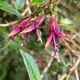 New Zealand fuchsia