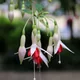 Fuchsia magellanica