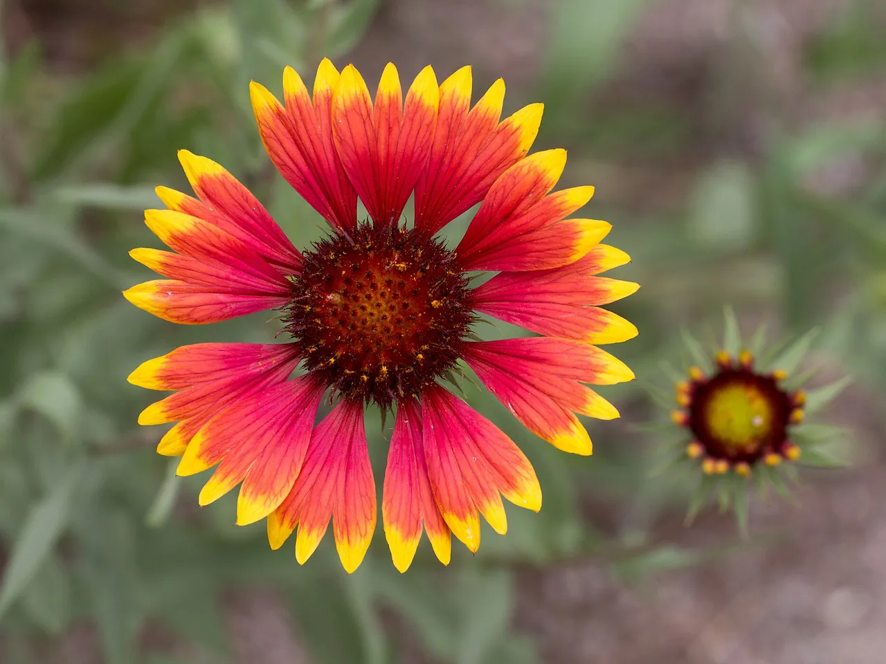 Gaillardia pulchella