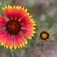 Gaillardia pulchella